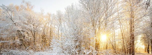 日没の雪に覆われた森林の大気中の風景。純粋な太陽の光。枝に霜が降ります。冬の不思議の国。季節、生態系、地球温暖化、エコツーリズム、クリスマス休暇、グラフィックリソース - 写真・画像