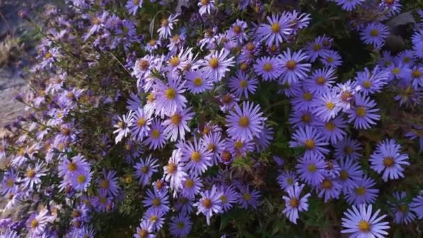 Fleurs violettes de l'aster de Nouvelle-Angleterre sur un parterre de fleurs - Séquence, vidéo
