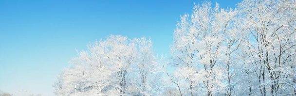 Árboles cubiertos de nieve. Bosque después de una ventisca. Salida del sol, luz solar pura. País de las maravillas. Laponia, Finlandia - Foto, Imagen