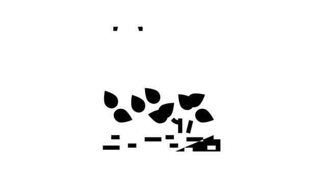 sklízet animaci ikon čajového glyfu - Záběry, video