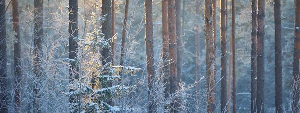 The wall of pine, spruce and birch trees in a coniferous forest at sunset. Golden evening sunlight glowing through the tree trunks. Dark forest fairytale. Winter wonderland. Finland - Photo, Image