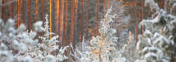 Snow-covered juniper in a frame of spruce trees at sunset, close-up. Coniferous forest after a blizzard. Sun rays glowing through the pine tree trunks. Winter wonderland. Finland; - Photo, Image