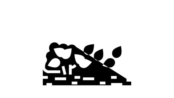 культивация чая листья глифа икона анимации - Кадры, видео