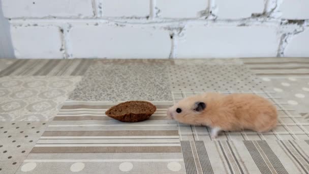 Hamsteri löytää palan leipää ja syö sen, video - Materiaali, video