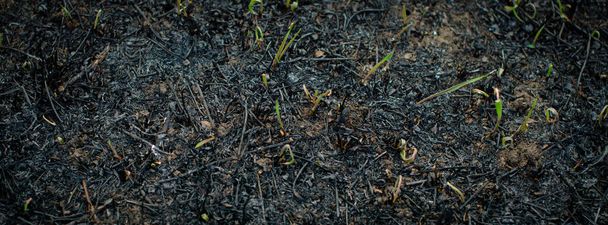 Νέοι πράσινοι βλαστοί χόρτου που φυτρώνουν μετά τη φωτιά. Οι συνέπειες της κακής παράδοσης να κάψει ξηρό γρασίδι το φθινόπωρο - Φωτογραφία, εικόνα