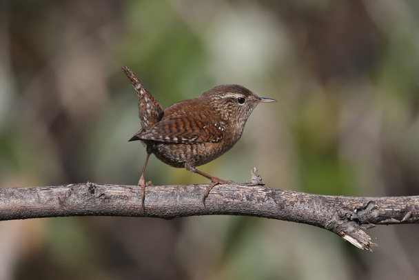 A very close-up photo of a Eurasian wren (Troglodytes troglodytes) sitting on a branch against a blurry background in soft morning light. Identification signs are read - Photo, Image