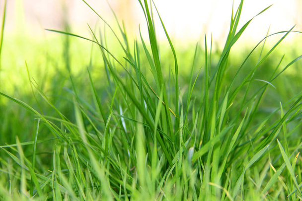 lawn. green grass in the wind. background of green grass - Photo, image