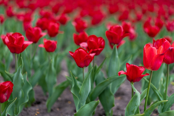 Red tulip flowers background outdoor Spring season flowers - Fotó, kép
