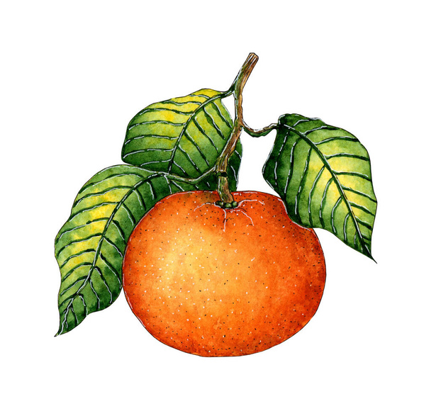 水彩画緑の葉で熟したオレンジみかんを描きます。柑橘類の植物図。新年のデザインのための明るいスケッチ。手描き。白に隔離された. - ベクター画像