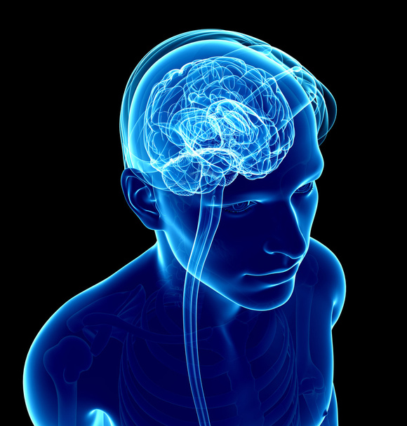 Male xray brain anatomy artwork - Photo, Image