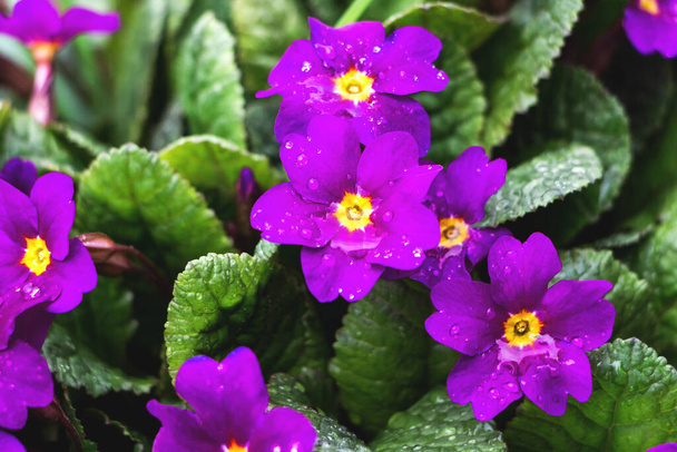 Blooming purple-pink primroses with a yellow center in raindrops around green leaves. Beautiful floral background, close-up. - Photo, Image