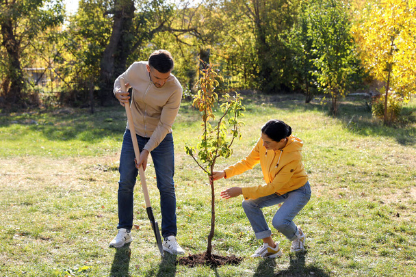 People planting young tree in park on sunny day - Фото, изображение