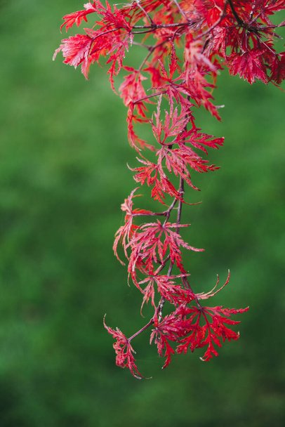 Японське кленове червоне листя восени з зеленим фоном. Розділення пальмового м "якуша - Фото, зображення