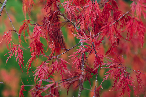 Hojas rojas de arce japonés en otoño con fondo verde. Acer palmatum dissectum - Foto, imagen