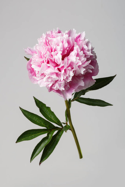 Ніжна рожева квітка півонії ізольована на сірому фоні
. - Фото, зображення