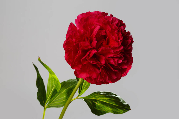 Dark red spherical peony flower isolated on gray background. - Фото, изображение