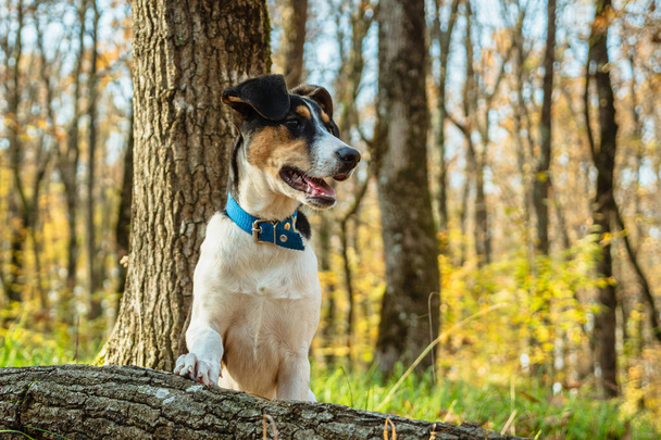 Portret psa z wiszącymi uszami i otwartymi ustami. Młody pies z niebieskim kołnierzykiem w jesiennym lesie. Przednia łapa leży na kłębie. Zbliżenie - Zdjęcie, obraz