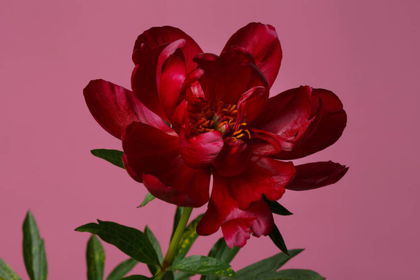 Dark red elegant peony flower isolated on pink background. - 写真・画像