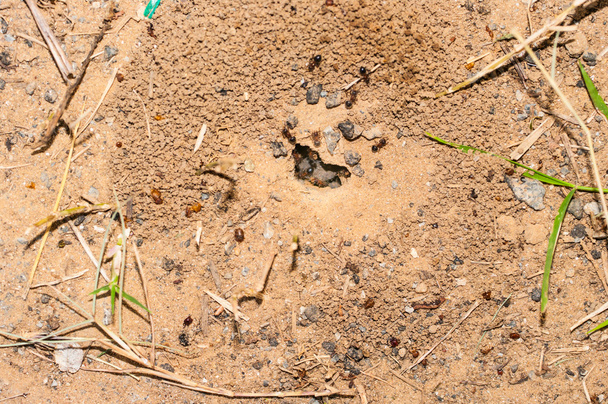 労働者は巣、ant nes に食品をアンロードします。 - 写真・画像