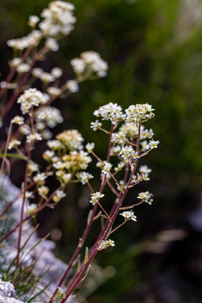 Saxifraga crustata flor nas montanhas, close-up - Foto, Imagem