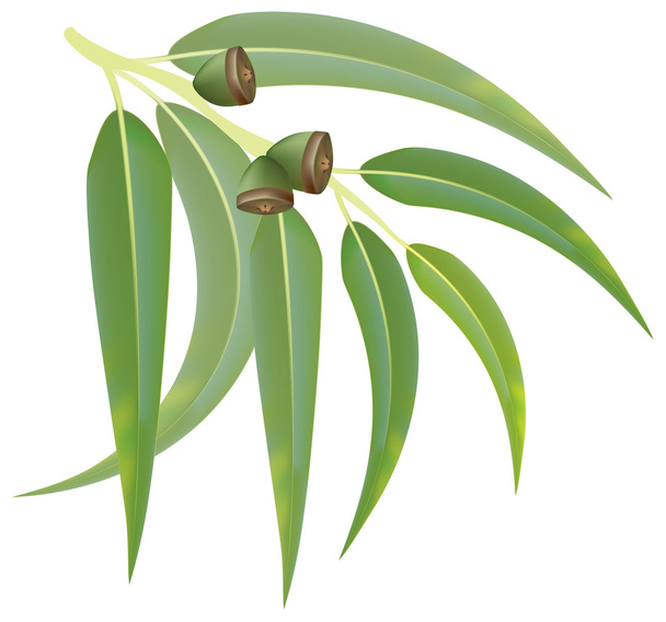 Eucalyptus branch on white background. Vector illustration. - ベクター画像