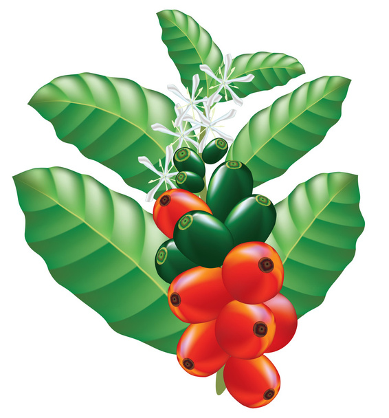 Fruits and flowers of coffee tree. Vector illustration. - Wektor, obraz