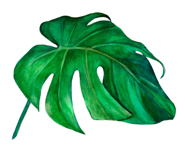 Large tropical green leaf of the Monstera plant. Hand drawn watercolor painting. - Foto, afbeelding