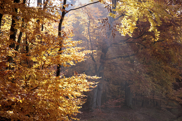 herfst beukenbos - Foto, afbeelding