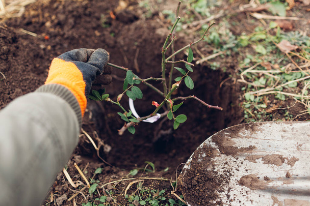 Gärtner pflanzt Rosenstrauch mit Schaufelwerkzeug in die Erde. Herbstliche Gartenarbeit. Wurzeln schlagen im Loch - Foto, Bild
