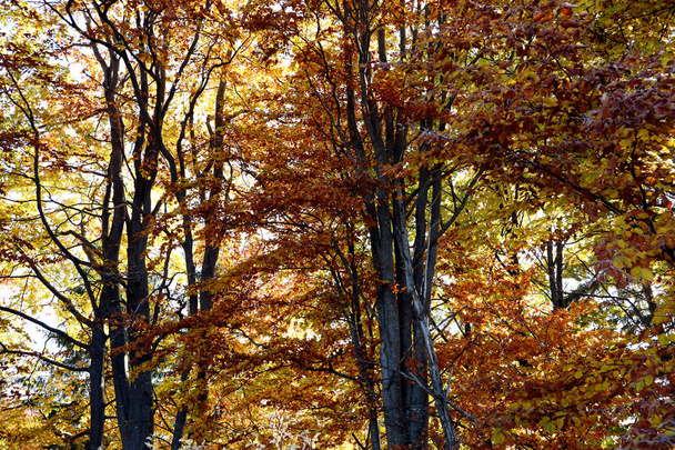 Beautiful trees with golden leaves in forest. Autumn season - Foto, Imagen