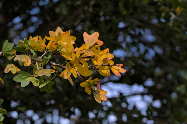 Zelkova abelicea, Ulmaceae familyasından bir ağaç türü olup Girit 'te ve Girit' te yaygın olarak Abelitsia olarak bahsedilir. - Fotoğraf, Görsel