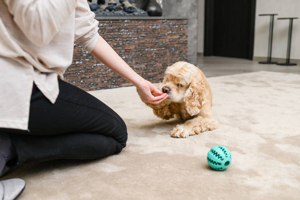 Mladá žena ručně krmení její americký španěl pes zatímco sedí na podlaze v obývacím pokoji. - Fotografie, Obrázek