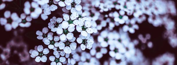 Темно-капризный цветочный задник с белыми цветками цветущих веток спиреи в саду на открытом воздухе фиолетовый тонированный. Естественный растительный фон с копировальным пространством. Длинное широкое знамя - Фото, изображение