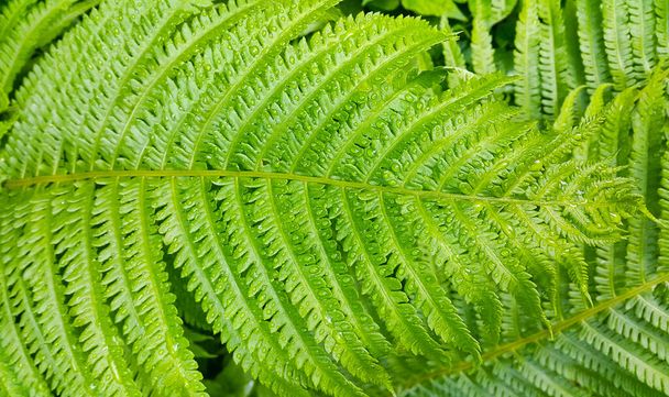 Fresh green foliage of fern bush with water drops, beautiful natural background - Foto, afbeelding