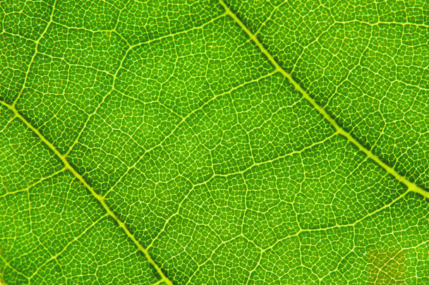 Leaf background - Foto, imagen