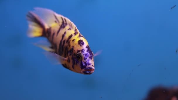 African Malawi Cichlid Aquarium Fish Freshwater yellow color dark blue stripes fish moving inside the tank it is very beautiful - Footage, Video