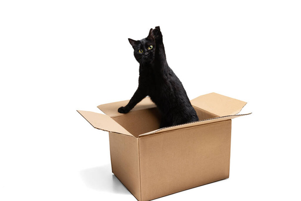 One gorgeous black purebred cat sitting in carton box isolated on white studio background. Animal life concept - Foto, Imagem