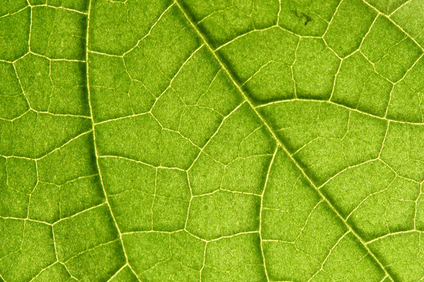 Green leaf - Fotoğraf, Görsel