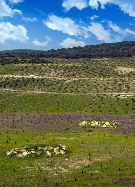 Campos de Jerez de la Frontera en el sur de España en un día soleado. - Foto, Imagen