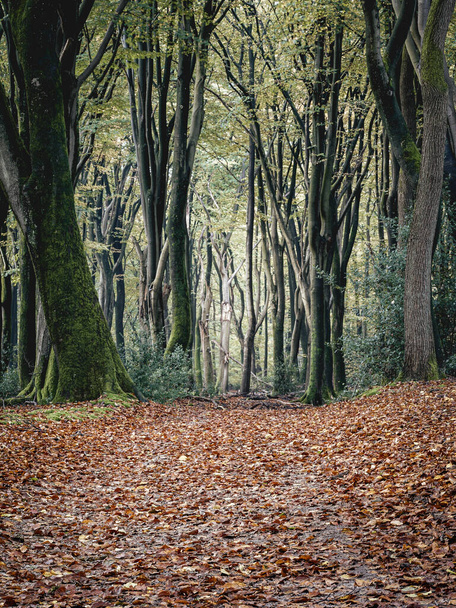 Φθινοπωρινά χρώματα στο ολλανδικό δάσος, Speulderbos Putten Ολλανδία. - Φωτογραφία, εικόνα
