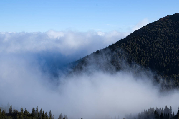 fog in the mountains on a forest road - 写真・画像