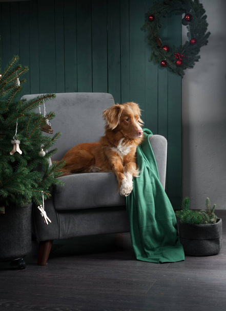 A dog on a chair next to a Christmas tree. New Years atmosphere.  - Fotó, kép
