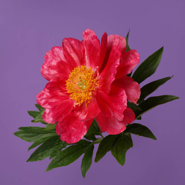 Piękny jasny różowy kwiat piwonii z żółtym centrum izolowane na fioletowym tle. - Zdjęcie, obraz