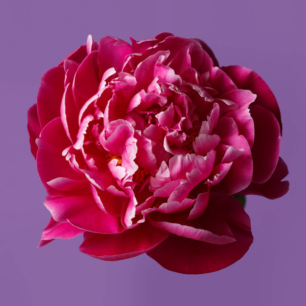 Όμορφο τριαντάφυλλο σε σχήμα παιώνιου λουλουδιού σε φούξια χρώμα που απομονώνεται σε μωβ φόντο. - Φωτογραφία, εικόνα