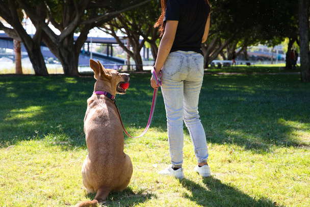 Volwassen vrouw met grote bruine hond, houdt hem bij de halsband van de hond en met haar rug naar de camera in het park. De hond heeft een rode bal in zijn mond. Ze is de perfecte eigenaar. 4 oktober Wereld huisdier dag - Foto, afbeelding