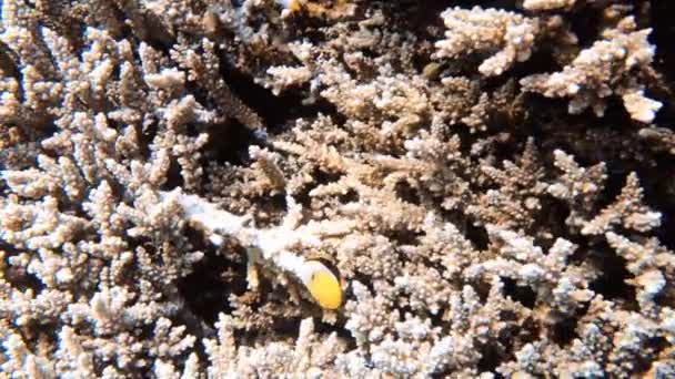 エジプト紅海のサンゴ礁での大規模なブランチサンゴ(アクロポラフロリダ)の4kビデオ映像 - 映像、動画