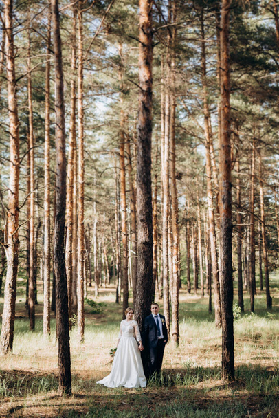 the bride and groom are walking in a pine forest on a bright day - Фото, изображение