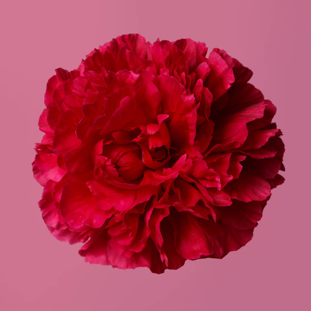 Bright red peony isolated on a pink background. - Fotoğraf, Görsel
