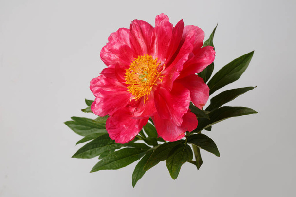 Beautiful bright pink peony flower isolated on grey background. - Zdjęcie, obraz