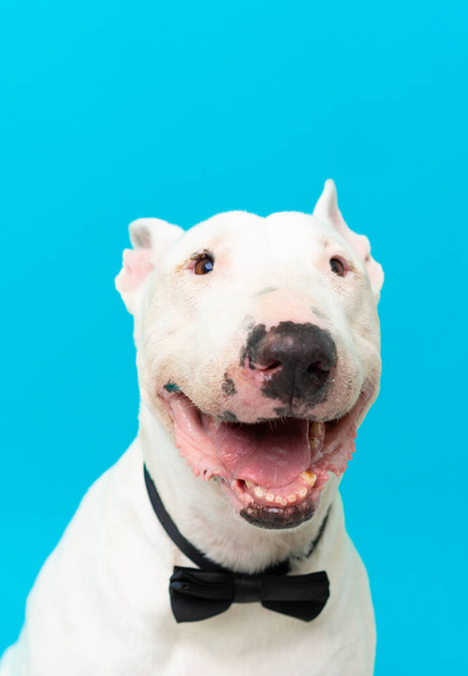 Young bull terrier dog over isolated background - Photo, Image